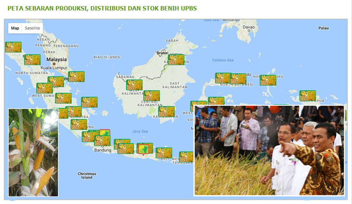Jagung Prolific Tongkol Dua Andalan Balitbang Pertanian Capai Swasembada Jagung